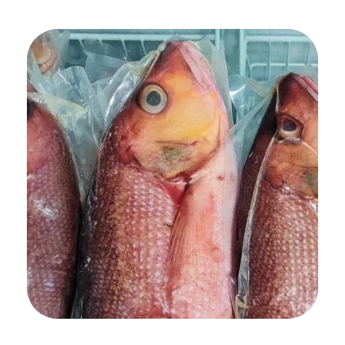 Red Snapper Whole MVR 120 per Kg